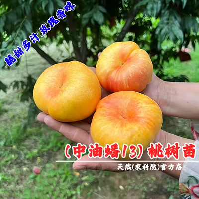 嫁接中油蟠13号油蟠桃苗特大脆甜早熟黄金油蟠桃树苗庭院盆栽桃子