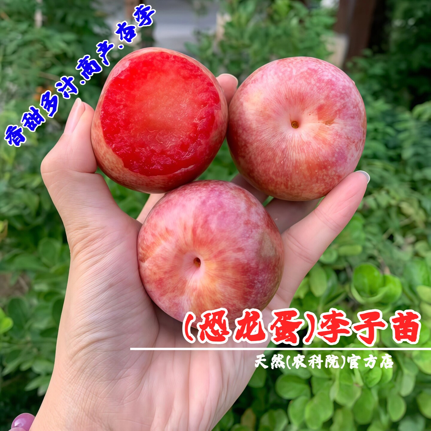 嫁接美国杏李苗恐龙蛋李子树苗晚熟红肉李子苗盆栽地栽南北方种植