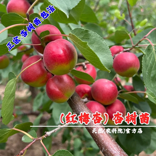 宁夏彭阳红梅杏树苗嫁接梅杏苗庭院特大高产杏子果苗南方北方种植