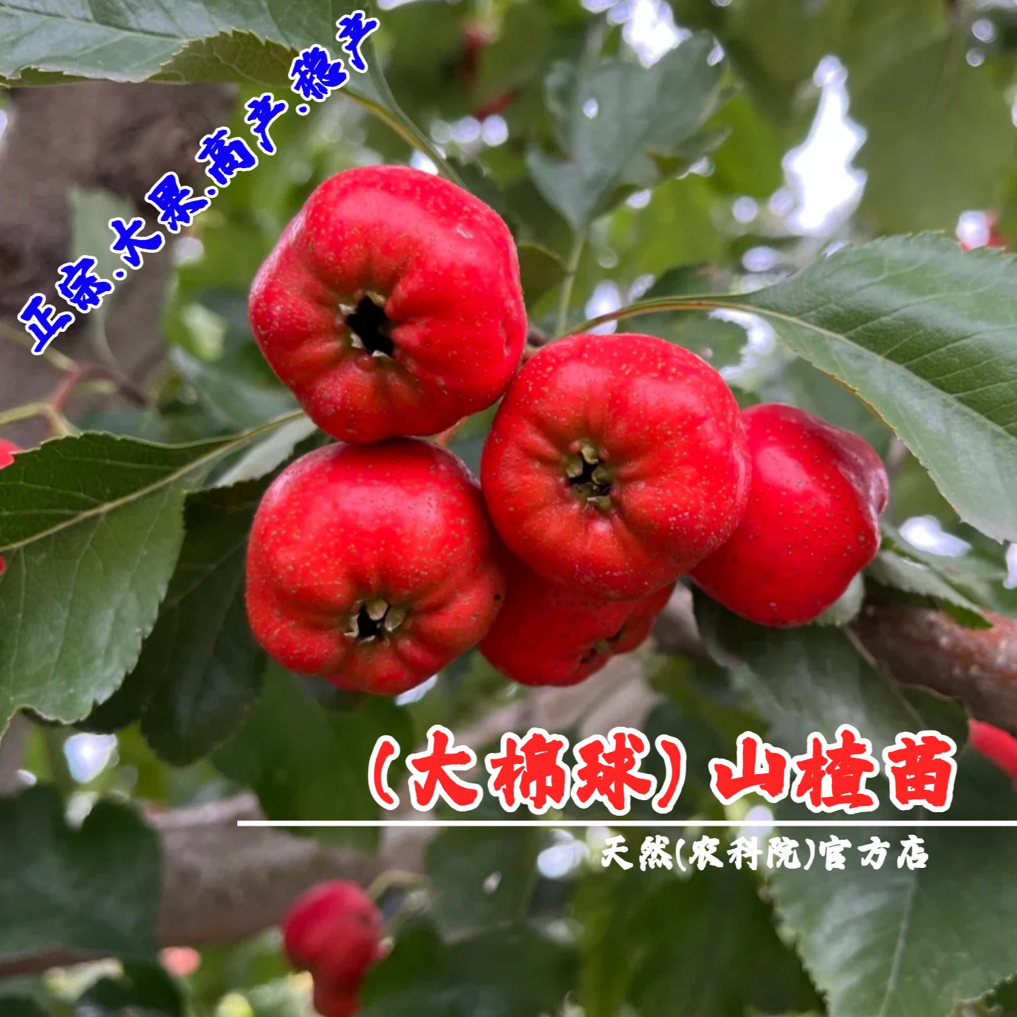 嫁接大棉球山楂苗大果山楂树活苗盆栽庭院地栽南北方种植当年结果