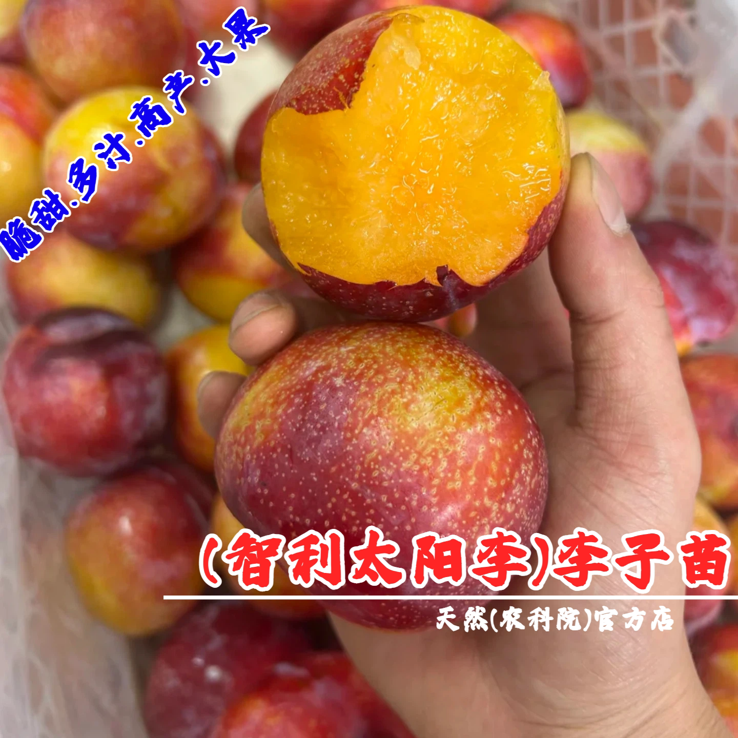 嫁接智利太阳李树苗离核珠宝李子樱桃/车厘子盆栽