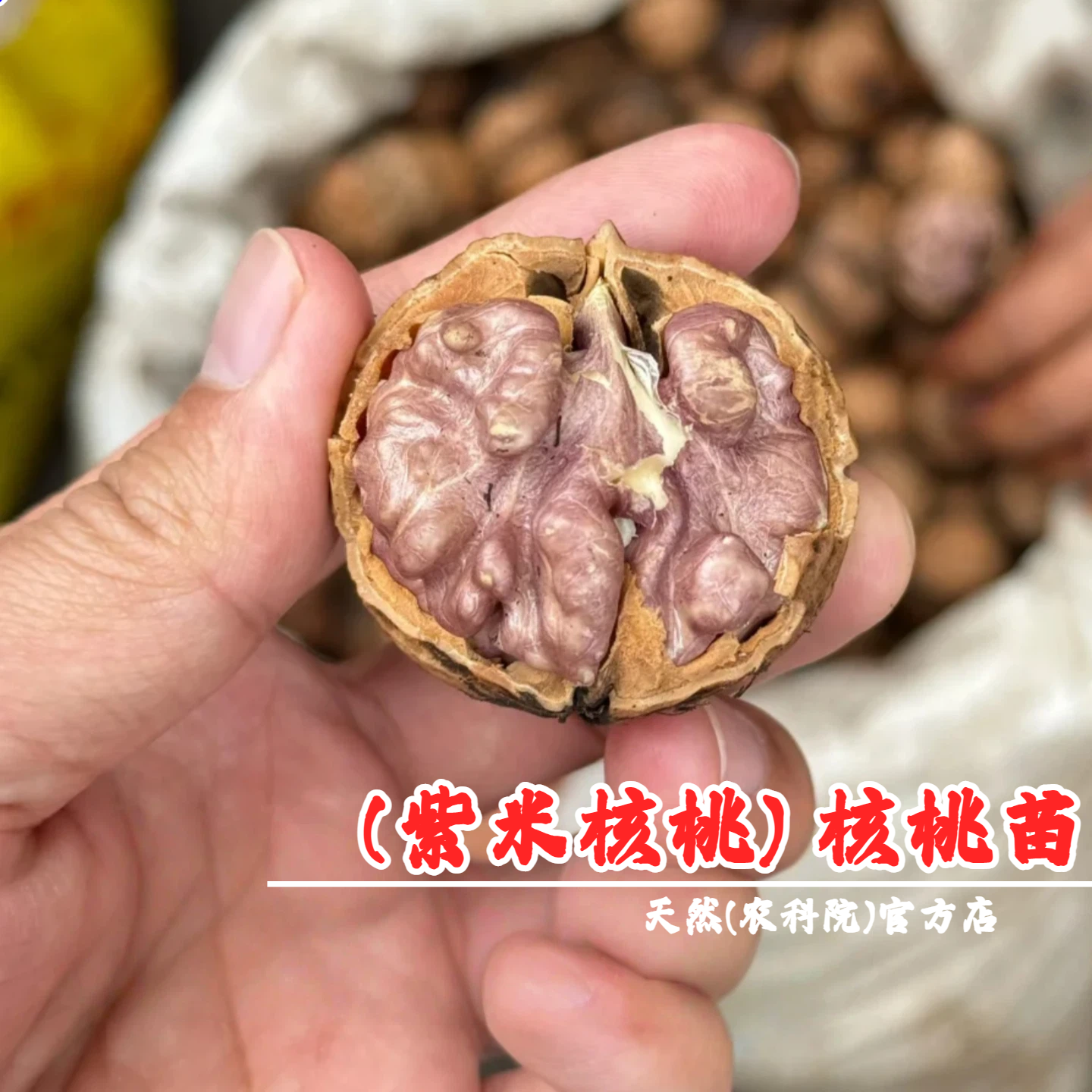 云南漾濞野生红衣尖嘴紫米核桃树苗娘亲紫衣仁皮核桃苗南北方种植