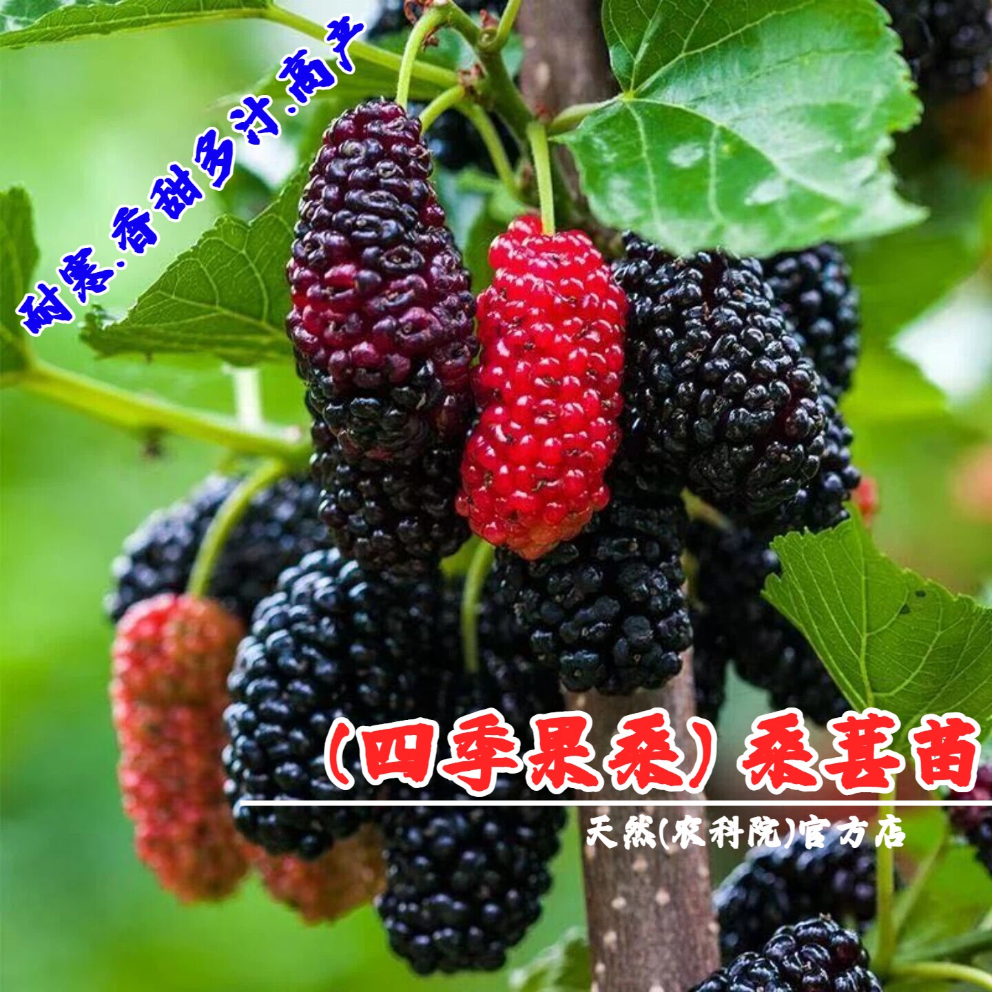 四季桑葚树苗室内阳台盆栽盆景果桑苗南方北方种植桑葚苗当年结果