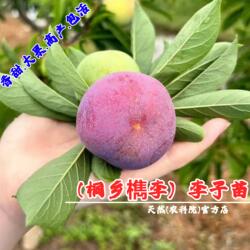 嫁接浙江桐乡檇李树苗软糯多汁李子苗一口吸脱皮醉李树苖槜李果苗