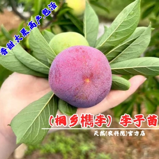 嫁接浙江桐乡檇李树苗软糯多汁李子苗一口吸脱皮醉李树苖槜李果苗