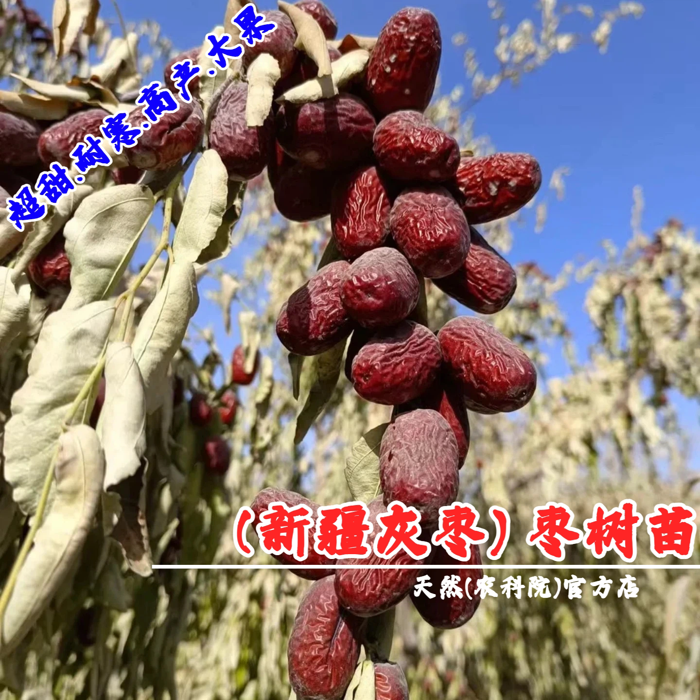 新疆若羌灰枣树苗耐寒嫁接大红枣苗吊干枣活苗盆栽地栽南北方种植