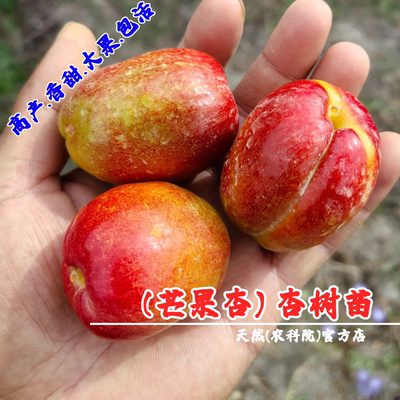 胡安娜杏树果苗嫁接芒果油杏树苗特大盆栽甜仁油杏苗南方北方种植