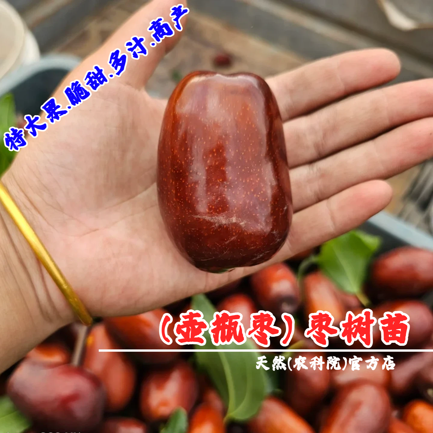 嫁接枣树活苗枣子酒枣山西太谷壶瓶枣树苗特大脆枣蒸枣长枣红枣苗