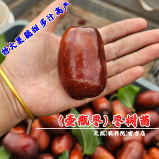 嫁接枣树活苗枣子酒枣山西太谷壶瓶枣树苗特大脆枣蒸枣长枣红枣苗