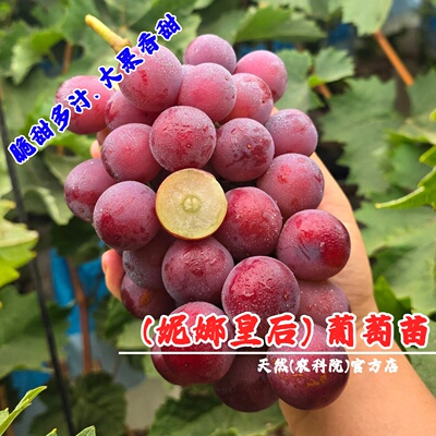 嫁接妮娜皇后葡萄树苖庭院爬藤公主脆甜红提无籽葡萄苗南北方种植