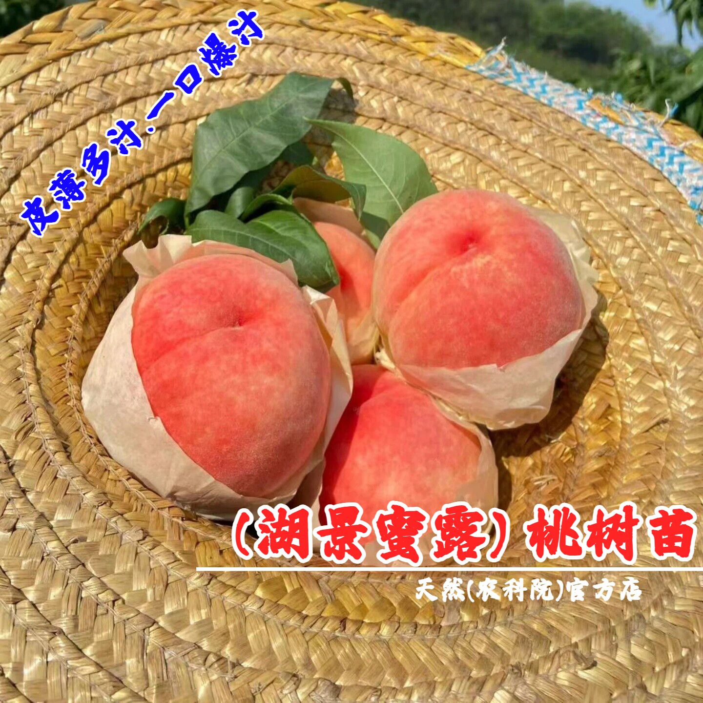 无锡阳山桃树苗湖景蜜露水蜜桃树果苗特大地盆栽庭院软甜密露桃苗