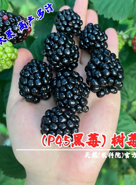 双季pk45黑莓苗盆栽黑莓树苗南北方种植浆果覆盆子无刺黑树莓果苗