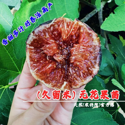 特大砂糖紫果96米无花果树苗久留米无花果苗盆栽地栽南方北方种植