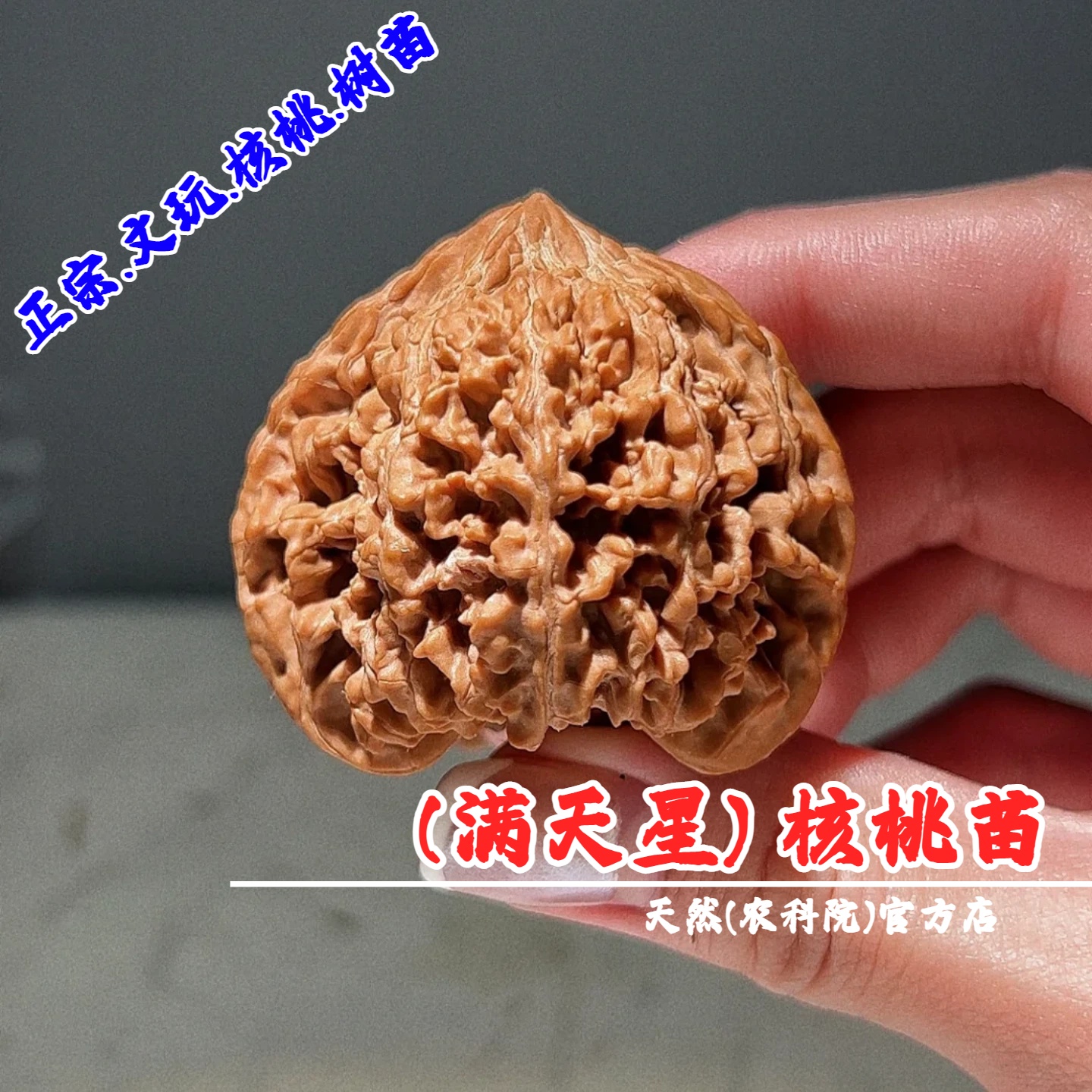 嫁接百花山满天星文玩核桃苗树盆栽地栽老树麻核桃树苗南北方种植