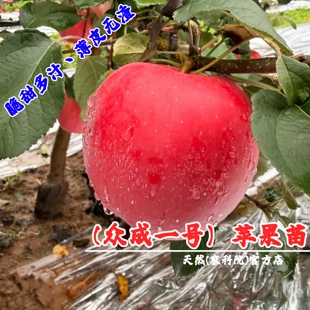 嫁接全红众成一号苹果树苗南北方种植新品 种红富士三号苹果苗地栽