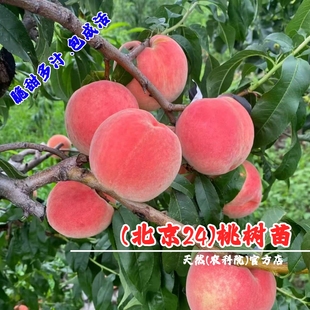 嫁接京艳水蜜桃树果苗晚熟平谷大桃苗北京24号桃苗庭院耐寒桃树苗
