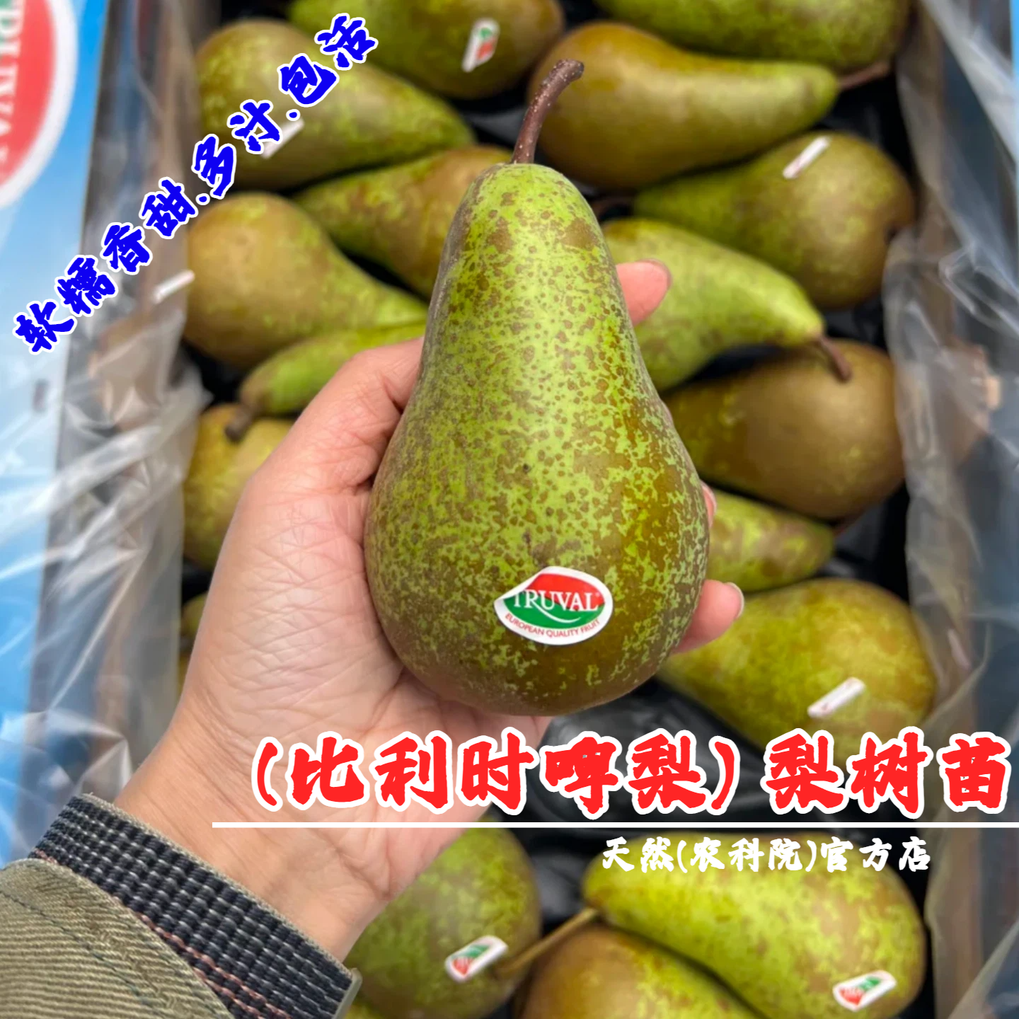 嫁接比利时啤梨树苗软糯香甜太婆梨苗冰激凌香蕉梨果苗南北方种植