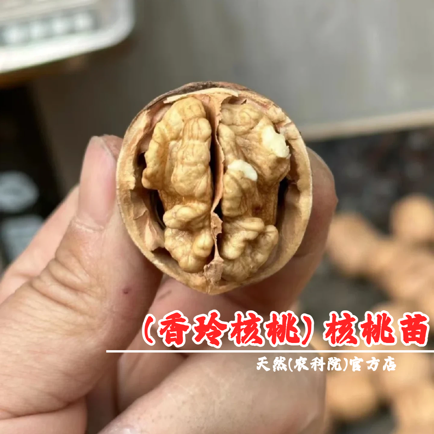 嫁接核桃树果苗纸皮坚果胡桃香玲核桃苗纸皮核桃树苗南方北方种植