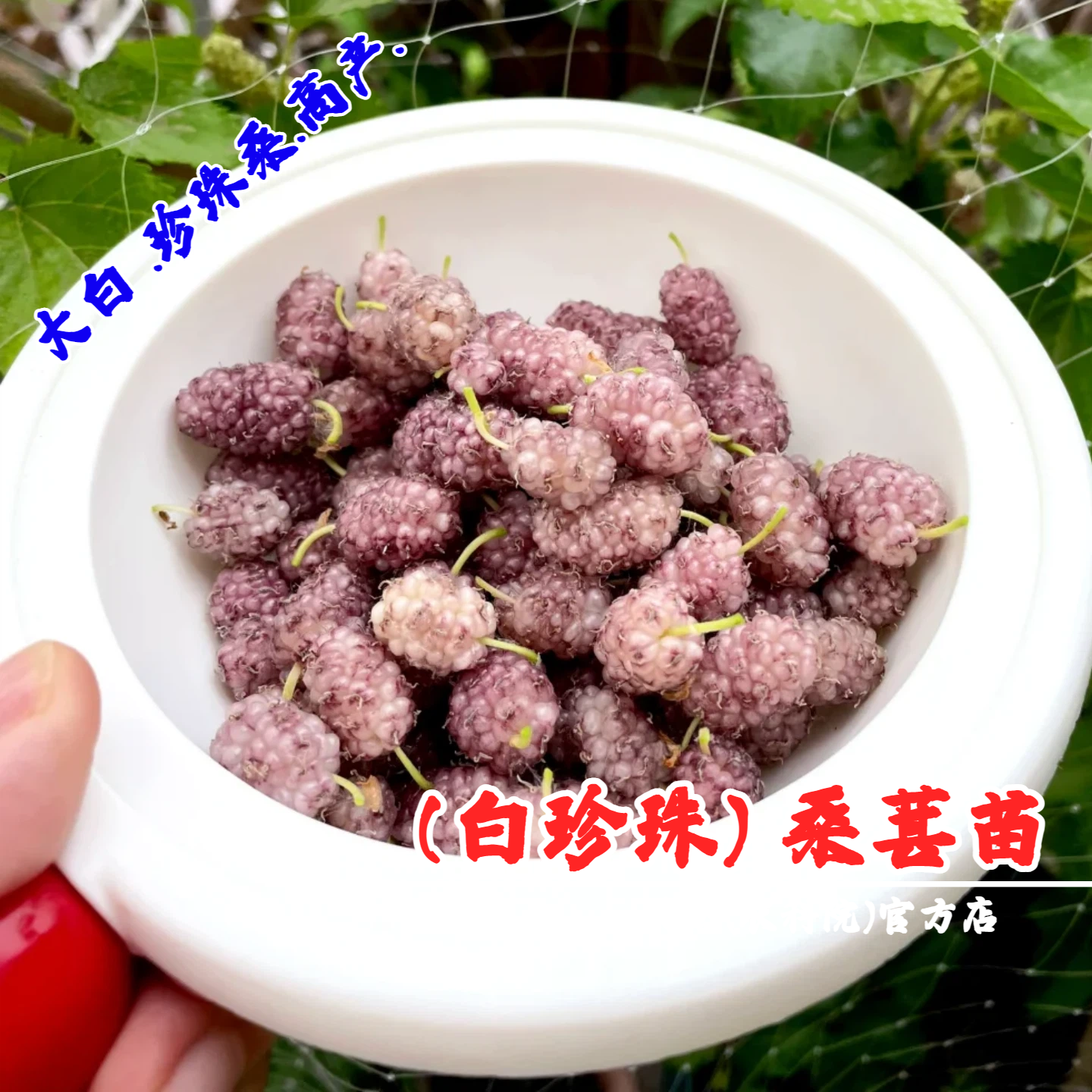 韩国大白珍珠桑葚树苗桑树苗桑葚苗果桑白桑葚盆栽地栽南北方种植