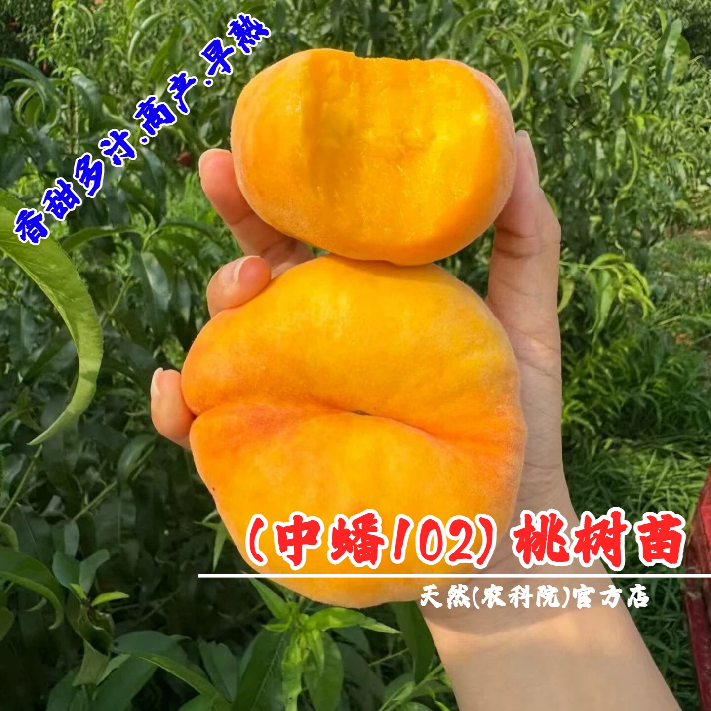 嫁接中蟠102蟠桃苗毛蟠桃树果苗6月早熟特大脆甜扁桃苗南北方种植