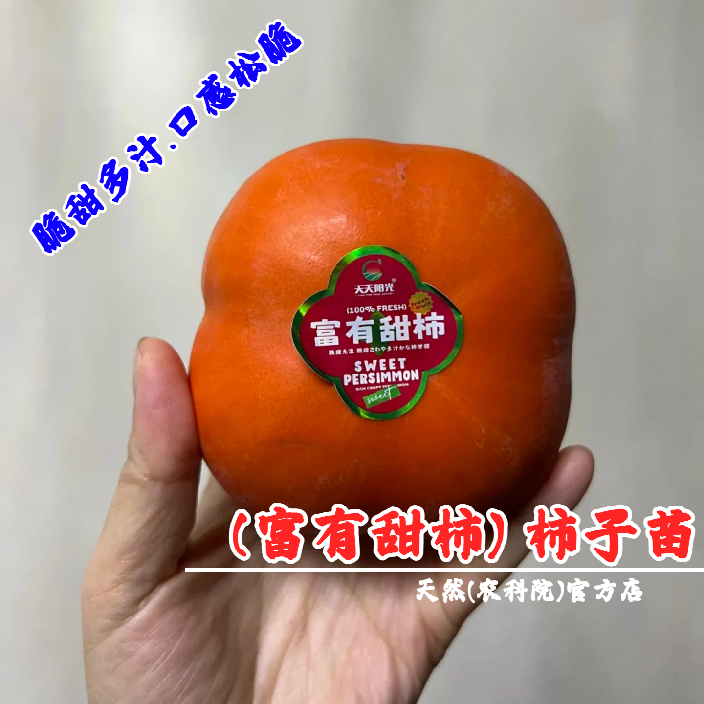 富有柿子苗嫁接无核脆甜柿子树苗南北方种植盆栽花园地栽当年结果