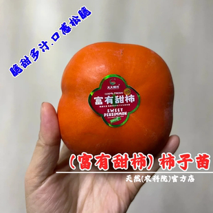 富有柿子苗嫁接无核脆甜柿子树苗南北方种植盆栽花园地栽当年结果