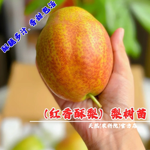 嫁接香梨树媚梨红香酥梨树苗盆栽地栽酥脆梨苗南北方种植当年结果