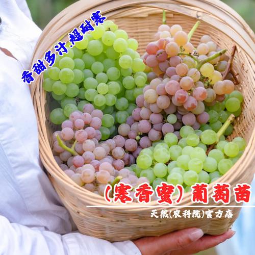 嫁接寒香蜜葡萄树苖无籽高甜超耐寒葡萄苗北南方种植当年结果树苗