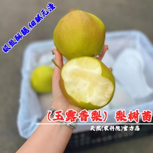 嫁接山西玉露香梨树苗盆栽庭院地栽雨露特大酥梨苗南北方种植果苗