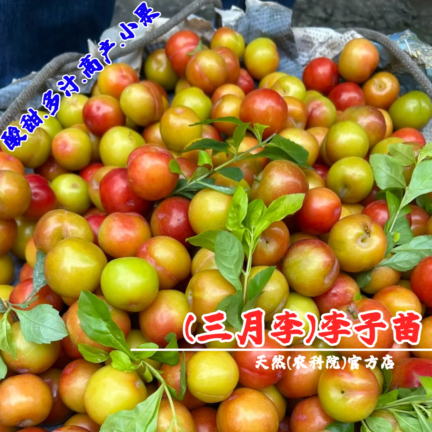 李树果苗嫁接特早熟三月李树苗酸脆小珍珠李子苗甜青脆李盆栽地栽