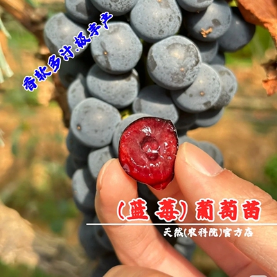 新品种蓝莓葡萄树苖盆栽庭院爬藤果苗嫁接夏黑葡萄苗南方北方种植