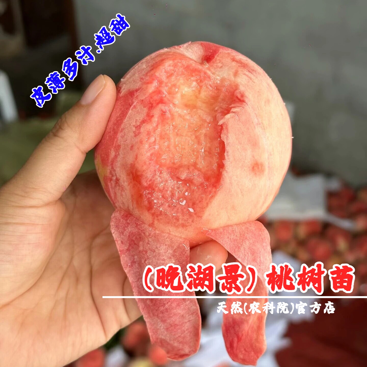 晚湖景水蜜桃树苗桃晚熟树果苗无锡阳山盆栽庭院特大甜中湖景桃苗