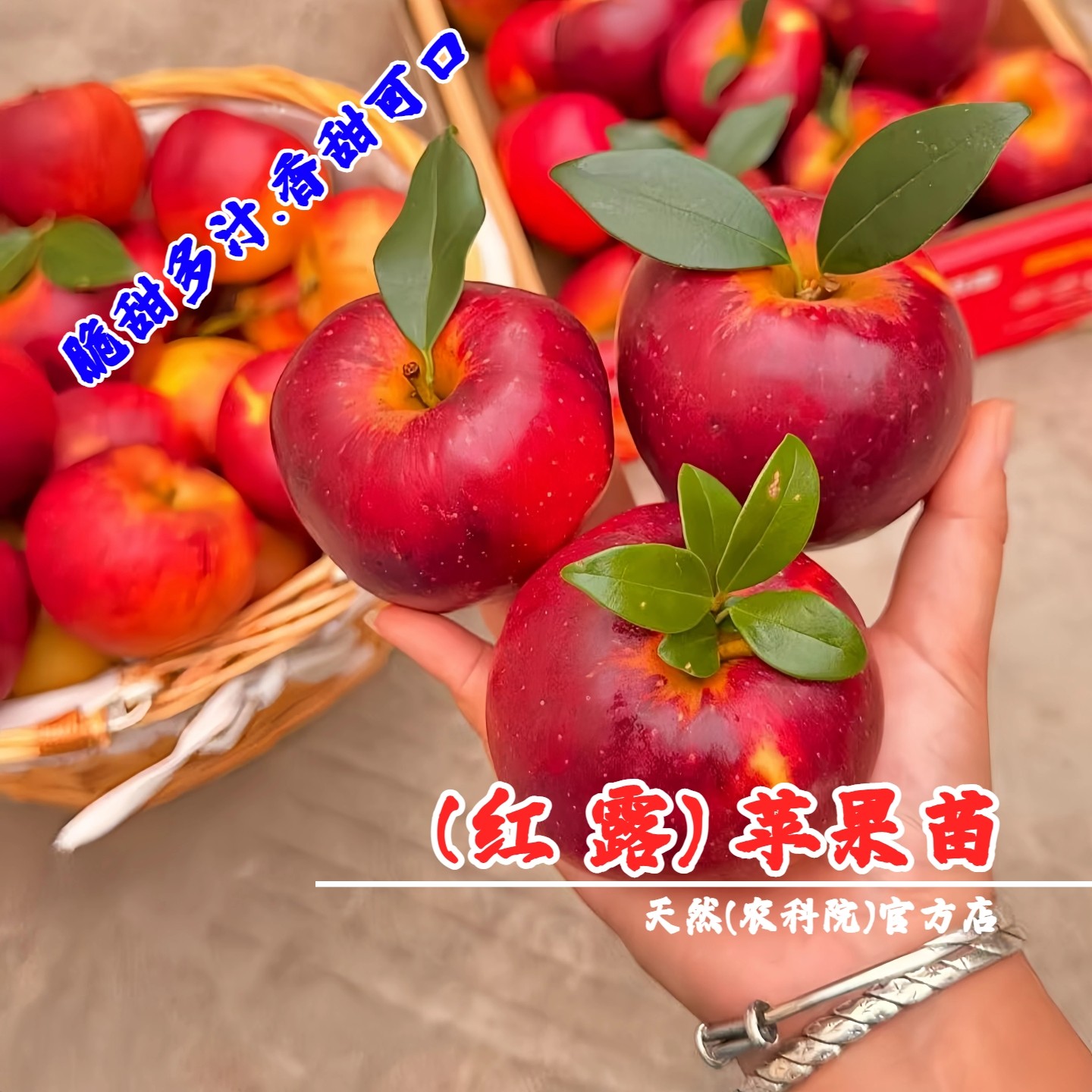 嫁接早熟苹果树苗红露苹果苗冰糖心脆甜耐寒地栽盆栽南方北方种植