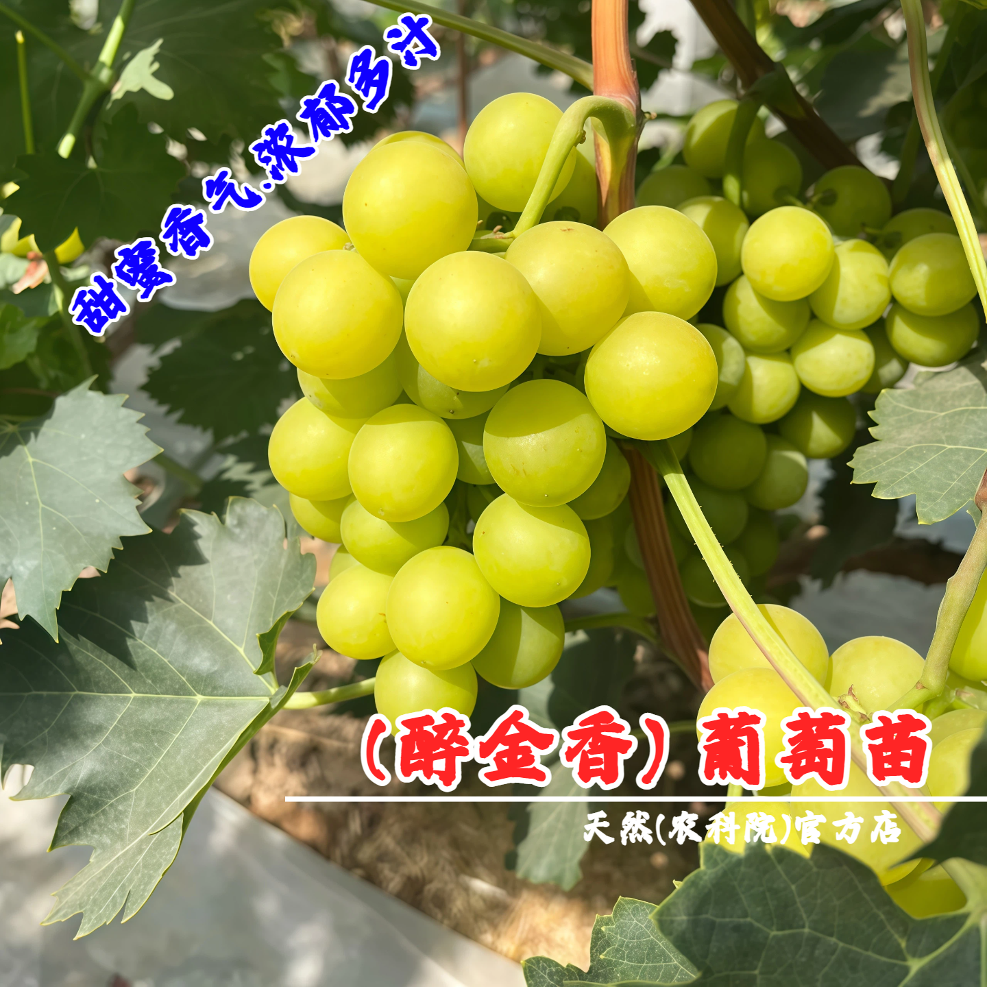 嫁接醉金香葡萄苗奶油葡萄树苖盆栽庭院地栽无籽南方北方种植果树