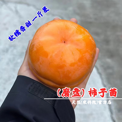 磨盘柿子苗树嫁接盆柿特大柿树苗软糯甜盆栽地栽庭院南方北方种植