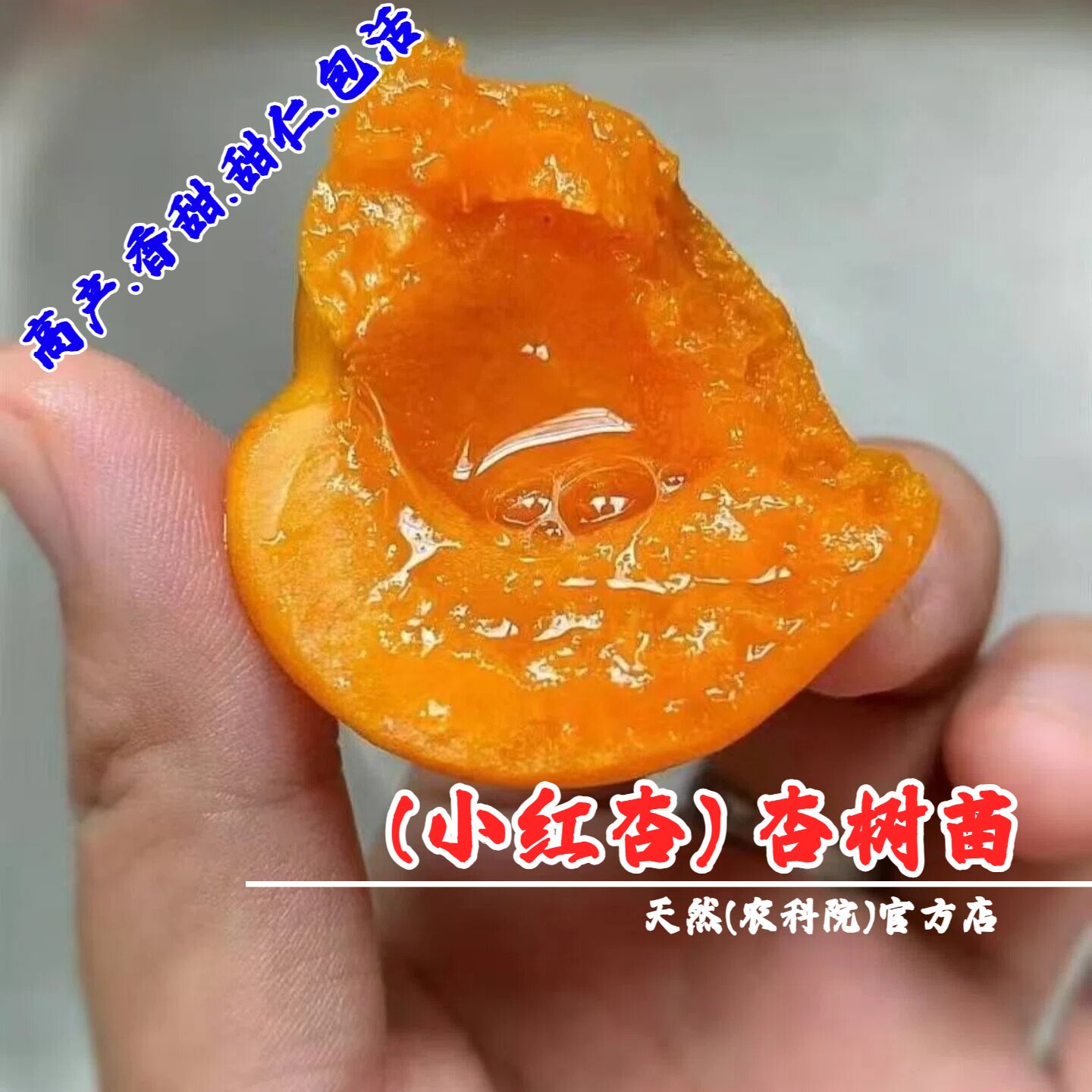 新疆小红杏树苗嫁接甜仁吊干杏苗盆栽庭院杏子果树苗南方北方种植
