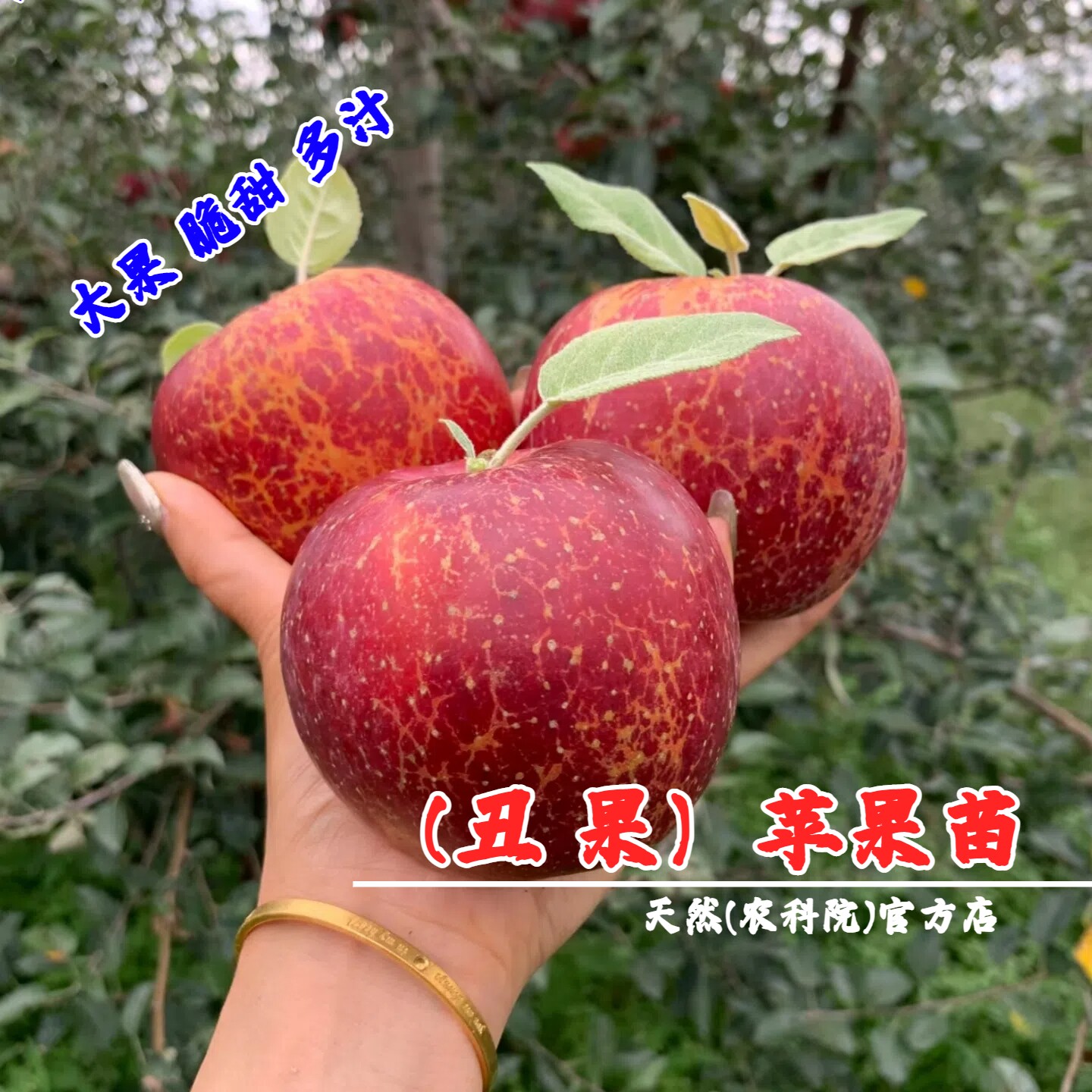 特大云南昭通丑苹果树苗矮化盆栽庭院地栽嫁接大凉山冰糖心苹果苗