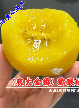嫁接农大金弥猕猴桃树苗盆栽庭院耐寒爬藤黄心奇异果抗冻猕猴桃苗