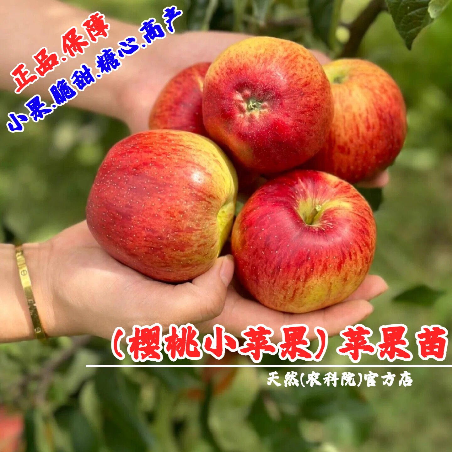 早熟脆甜多汁冰糖心苹果树果苗矮化盆栽庭院迷你袖珍樱桃小苹果苗