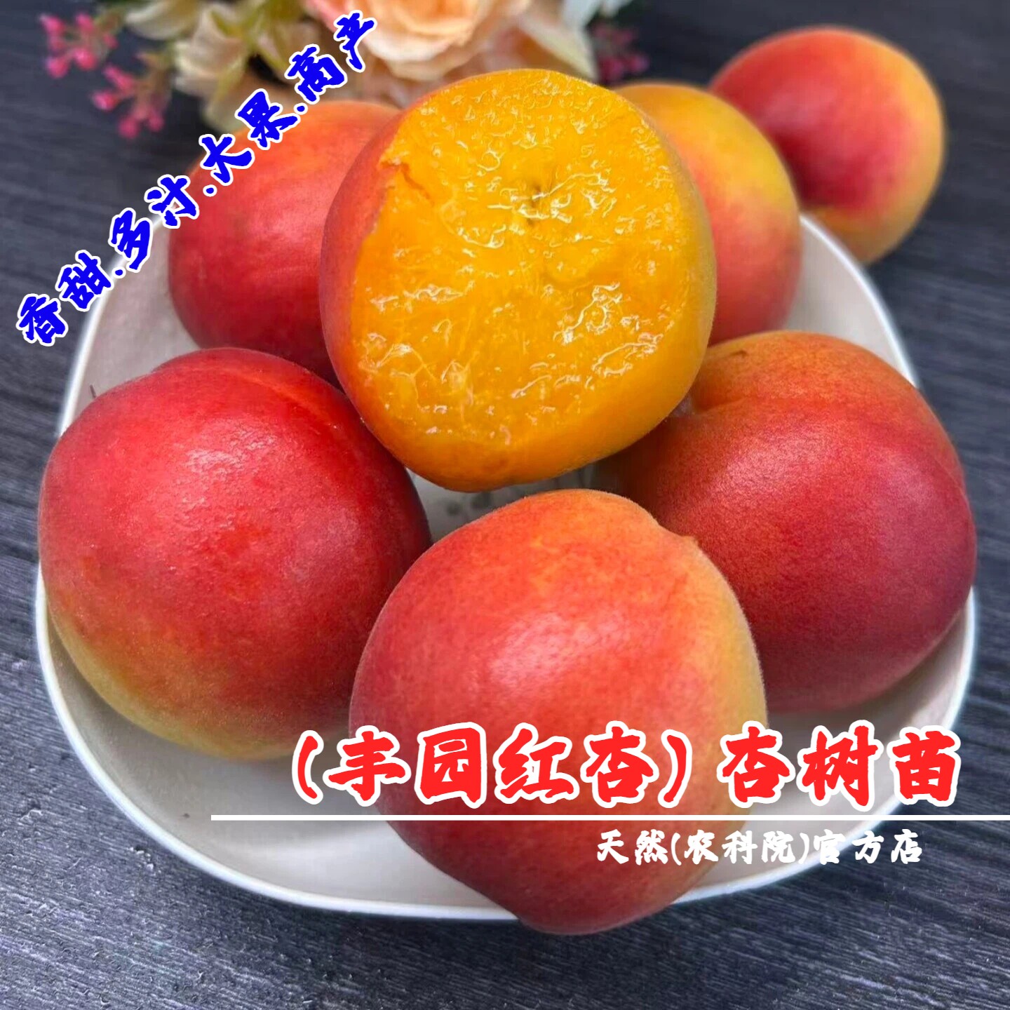 嫁接早熟丰园红杏树苗大果高产77红杏苗盆栽庭院杏子树南北方种植