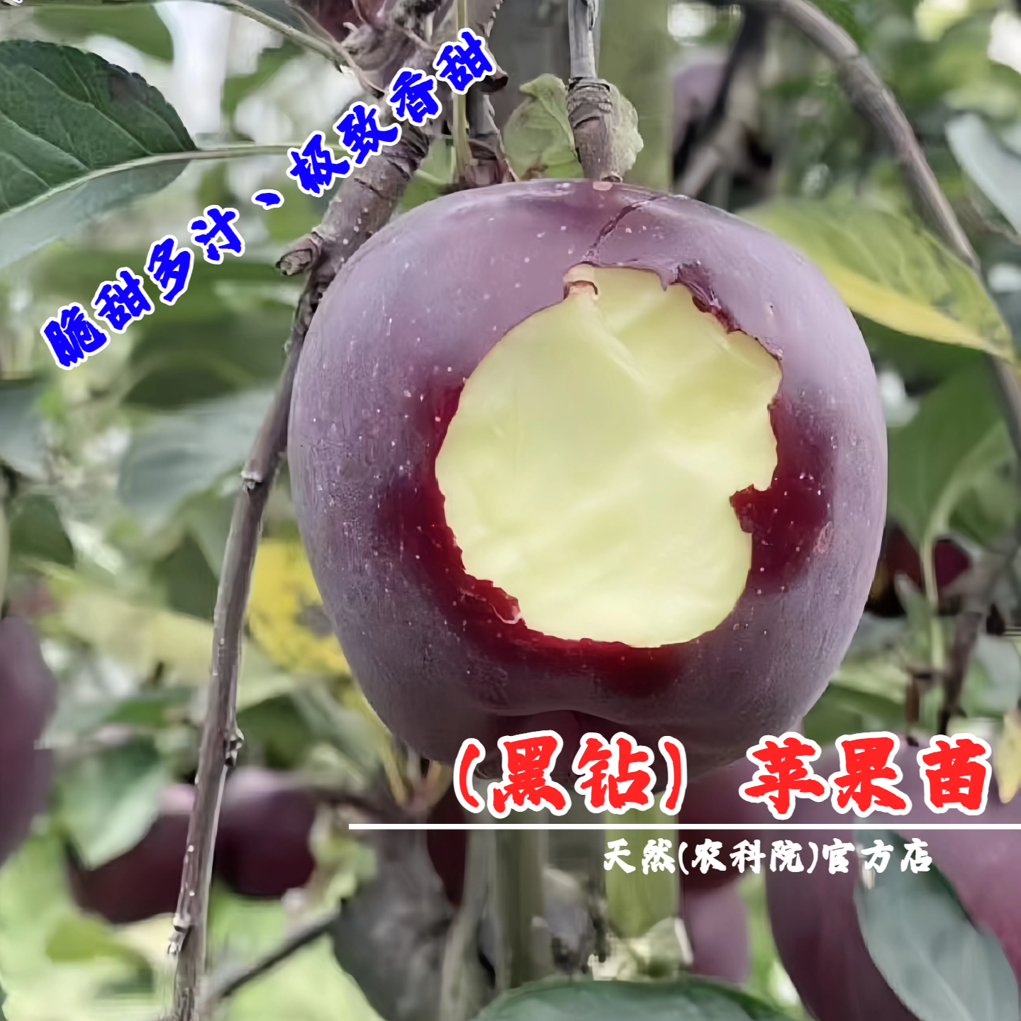 云南黑钻苹果树苗矮化盆栽地栽特大脆甜耐寒黑卡苹果苗南北方种植