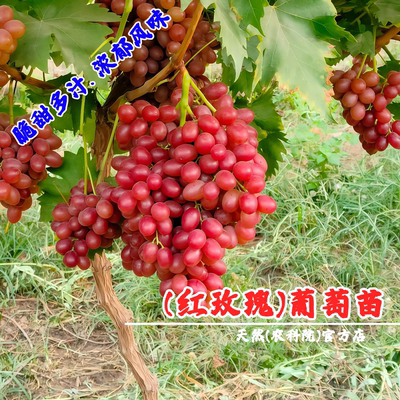 嫁接中国红玫瑰葡萄树苖盆栽地栽脆甜提子树红提葡萄苗南北方种植