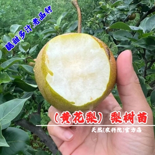 嫁接脆甜黄花梨果树苗老品种建宁黄花梨苗树苖盆栽地栽南北方种植