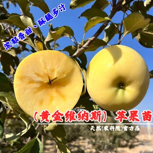 山东烟台维纳斯黄金苹果苗矮化盆栽庭院种植嫁接奶油富士苹果树苗