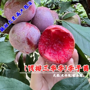 钱排银妃三华李果苗早熟三月李酸甜李子苗树苗南北方种植当年结果