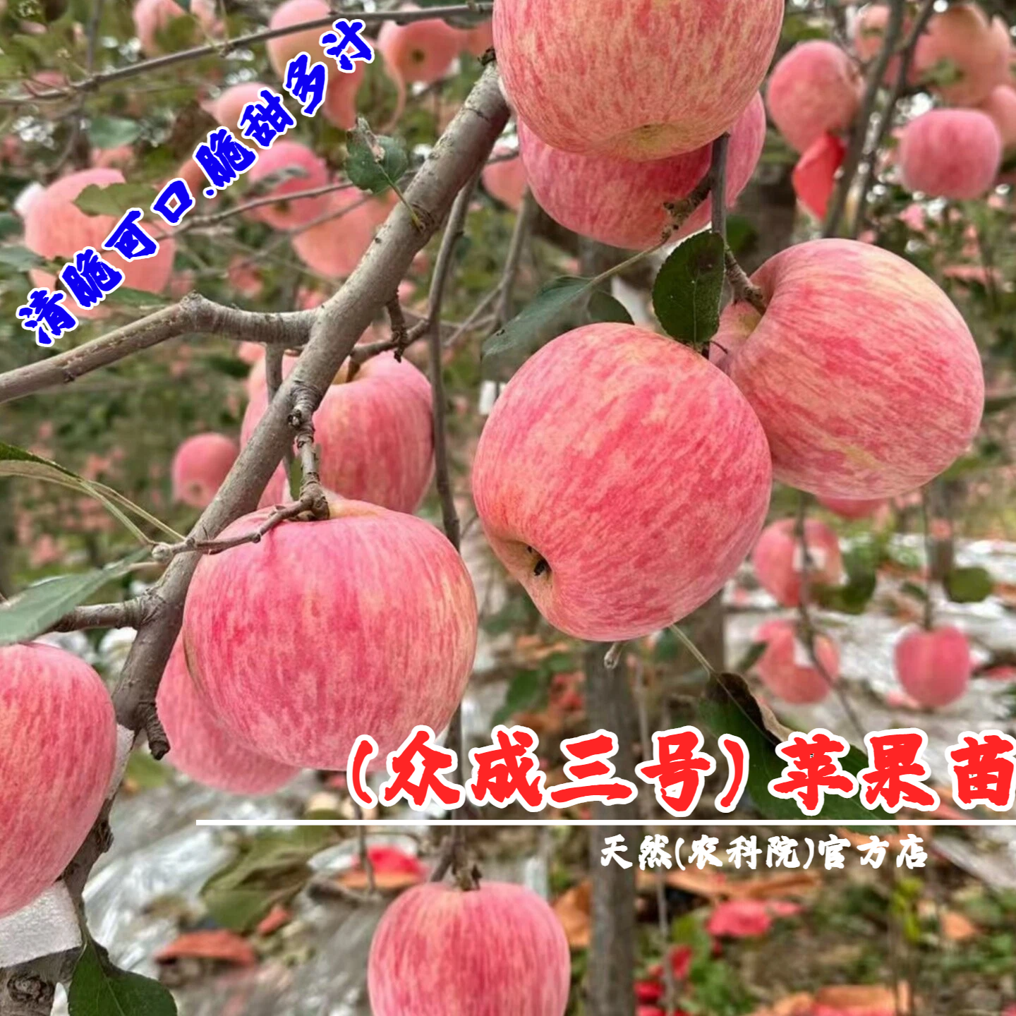 嫁接众成三号苹果树苗条纹红富士苹果苗晚熟北方盆地栽当年结果