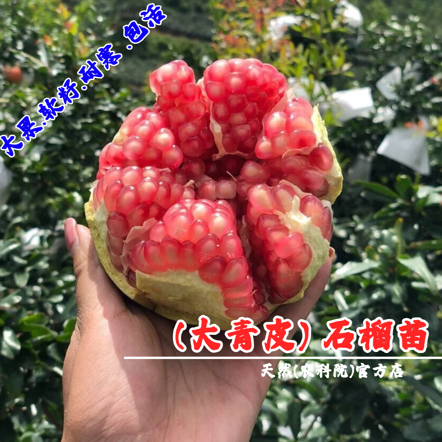 山东枣庄抗冻大青皮甜石榴树苗耐寒盆栽庭院地栽石榴苗南北方种植