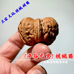 矮桩平谷元宝文玩核桃树苗盆栽庭院狮子头粗筋麻核桃苗南北方种植