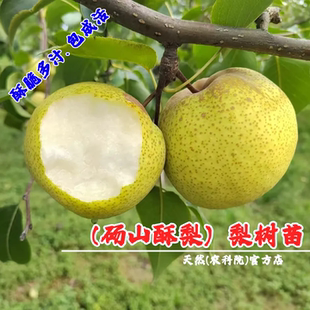 嫁接安徽砀山酥梨苗梨树果苗特大脆甜梨树苗南方北方种植当年结果