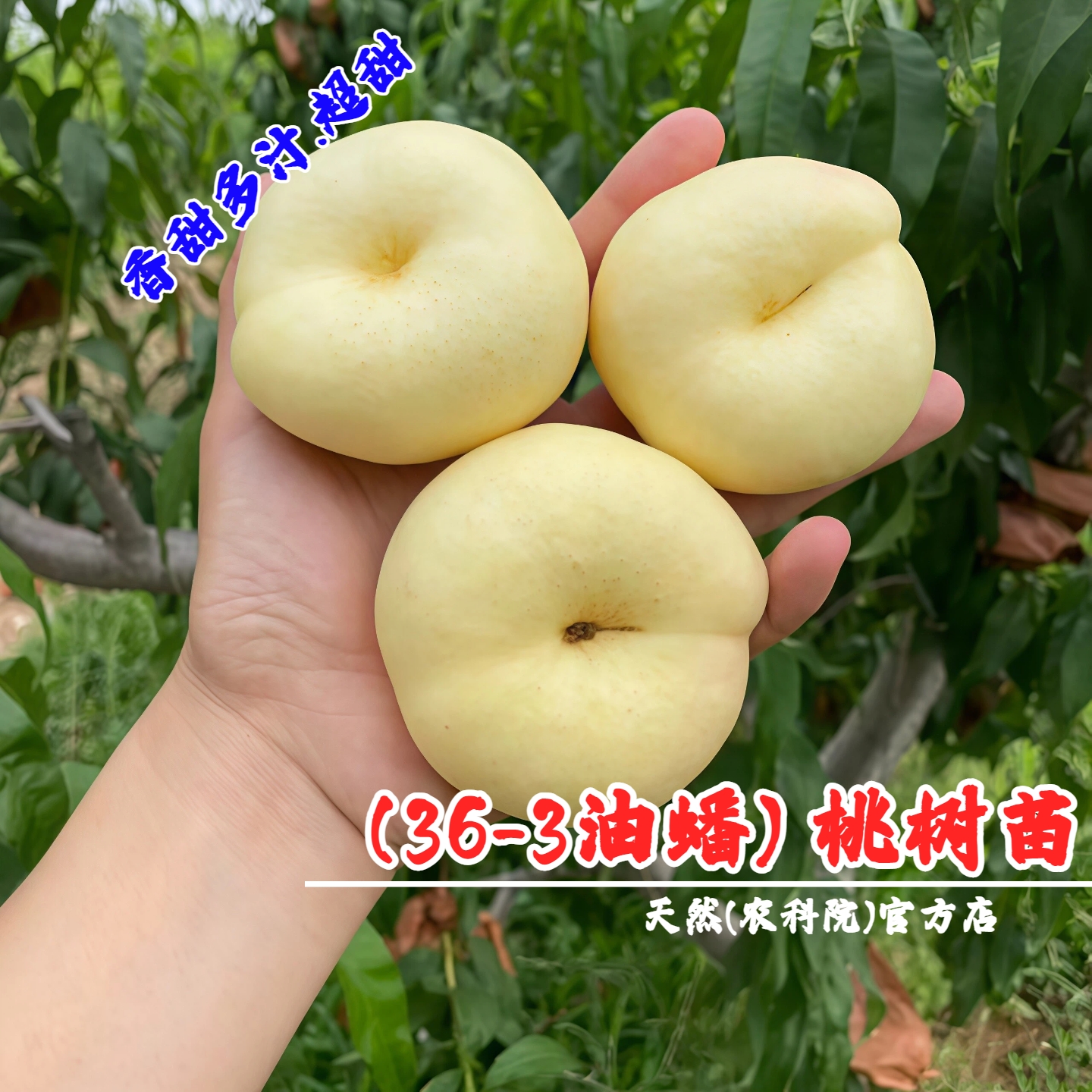 嫁接早熟网红奶油蟠桃树苗36-3油蟠桃苗盆栽白蟠桃树果苗当年结果